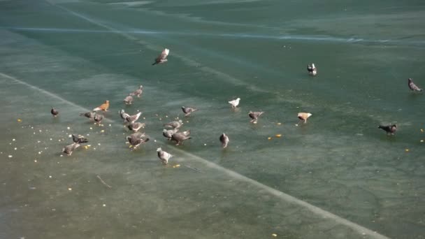 Filmación de muchas palomas en el lago congelado comiendo semillas y galletas. — Vídeos de Stock