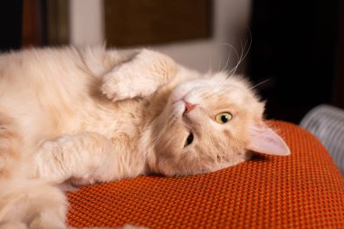 Sandalyeye uzanmış uyuyan güzel kedinin fotoğrafı.