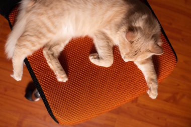 Sandalyede uyuyan sevimli kedinin yakın fotoğrafını çek.