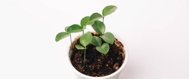 Büyüyen küçük ağaçların resmini kapat.