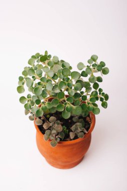 Beyaz arka planda seramik bir saksıda güzel bir ev bitkisinin dikey fotoğrafı.