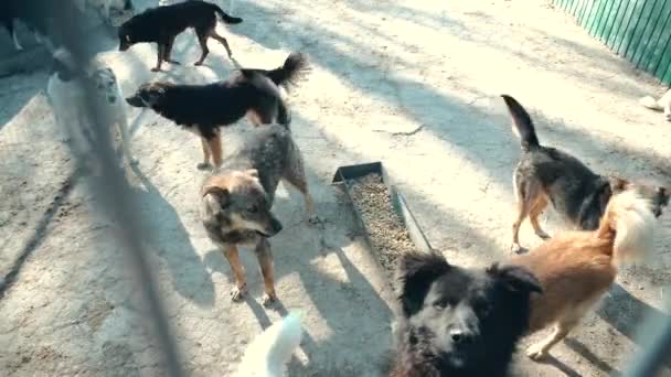 Filmaufnahmen von vielen ausgesetzten Hunden in Asylheimen, obdachlosen Hunden — Stockvideo