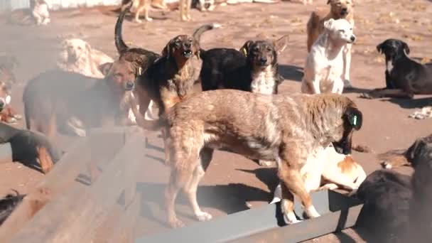 Filmagem de muitos cães abandonados em asilo, cães sem-teto — Vídeo de Stock