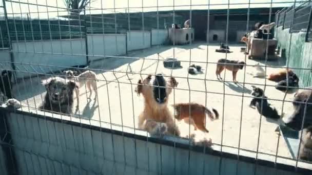 Footage of many abandoned dogs in asylum, homeless dogs — Stock Video