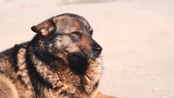 Close up imagens de cão bonito sentado ao ar livre sob a luz solar e refrigeração — Vídeo de Stock