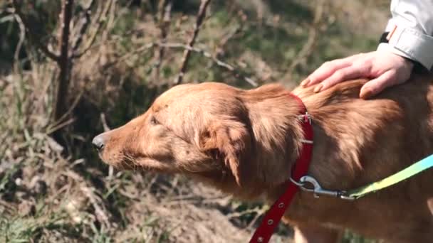 Close up filmato di bello lucido cane pelo rosso all'aperto su una passeggiata — Video Stock