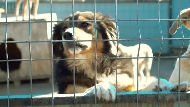 收容所里许多被遗弃的狗、无家可归的狗的照片 — 图库视频影像