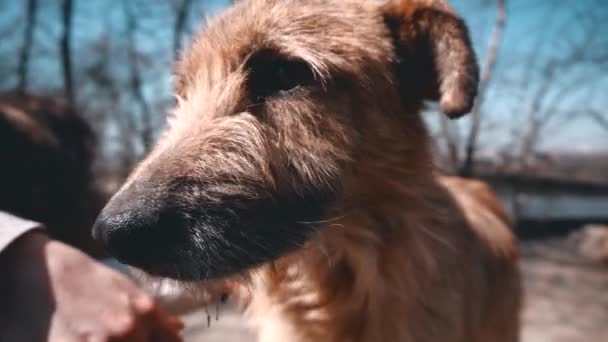 Видеозапись того, как женщина-волонтер гладит симпатичную бездомную собаку в психушке — стоковое видео