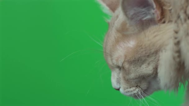 在绿色屏幕上的猫的特写镜头，彩色键 — 图库视频影像