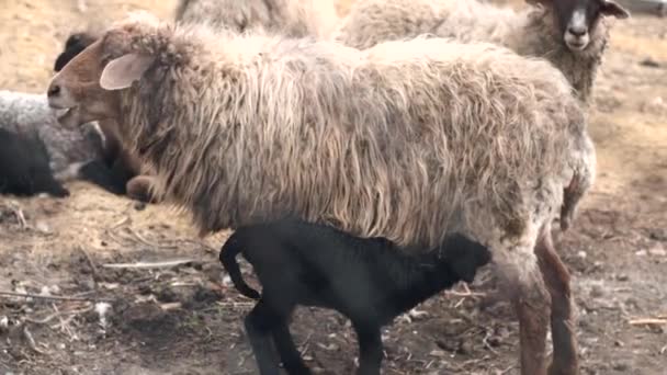 Záběry roztomilé černošky jehněčí jíst mléko od své ovčí matky — Stock video