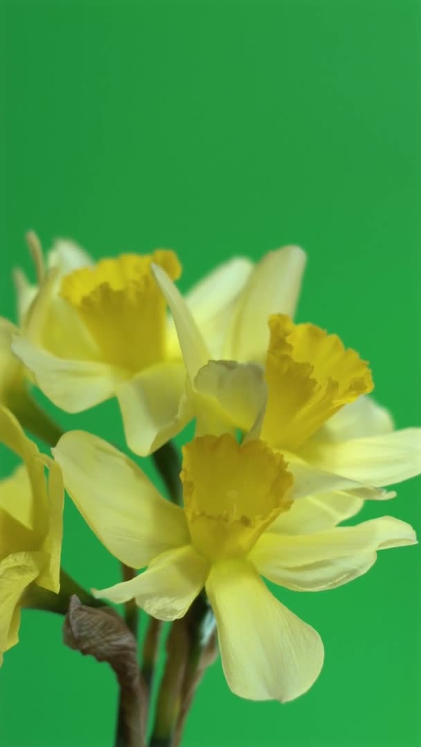 Imágenes de cerca de flores de narciso sobre fondo de croma key — Vídeo de stock