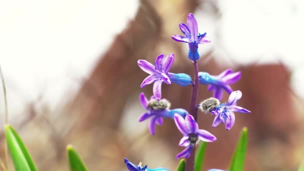 春天里户外蓝色小花的特写 — 图库视频影像