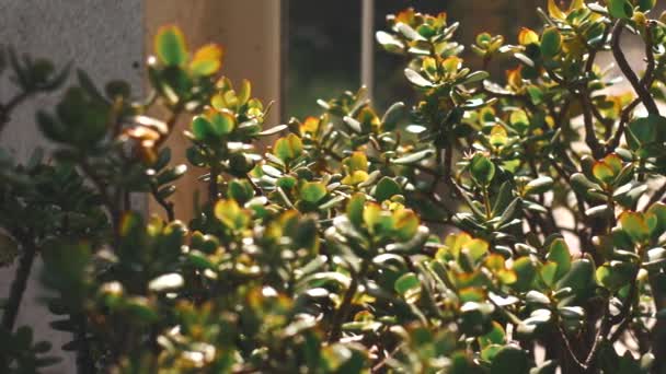 Imágenes panorámicas de suculentas flores de oficina a la luz del sol cerca de la ventana — Vídeos de Stock