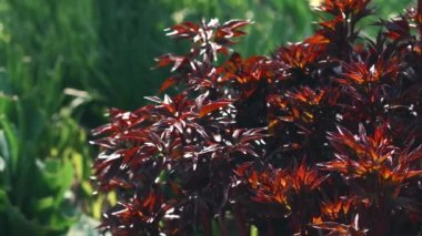 Güneşli bir günde bahçede kırmızı brunch çiçeklerinin görüntüsü.