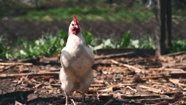 Images de poulet à la ferme en plein air pendant la journée ensoleillée — Video