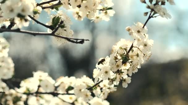 Imágenes de flores de albaricoques de primavera durante el día soleado, concepto de agricultura — Vídeos de Stock