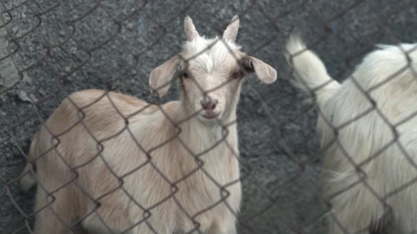 Close up footage of young white goat in farm yard — Stock Video