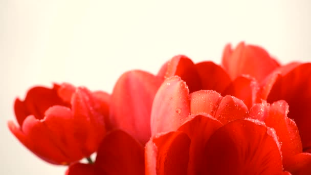 Close up footage of spraying with water spring red tulips — Stock Video