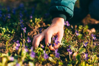 Bahar çiçeklerinin gün ışığında bir kadın tarafından biçildiği güzel bir fotoğraf. .