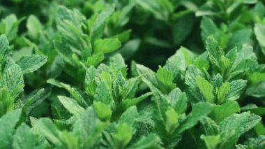 Baharda bahçede taze nane görüntüsü eko