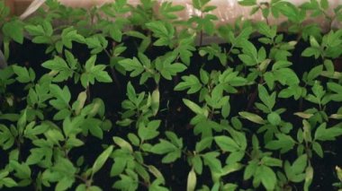 Taze domates bitkilerinin görüntülerini kapat.