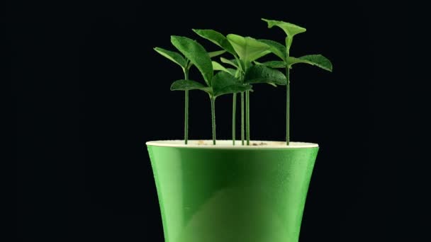 Zavřít záběry rotujících rostlin na tmavém pozadí, citrusově zelené rostliny — Stock video