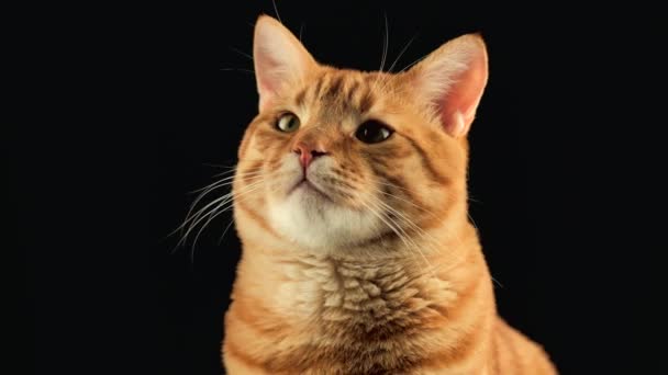 黑色背景下美丽红猫的特写镜头 — 图库视频影像