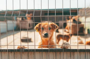 Tel örgü ören sevimli kızıl saçlı köpeğin portresi. Evlat edinme kavramı