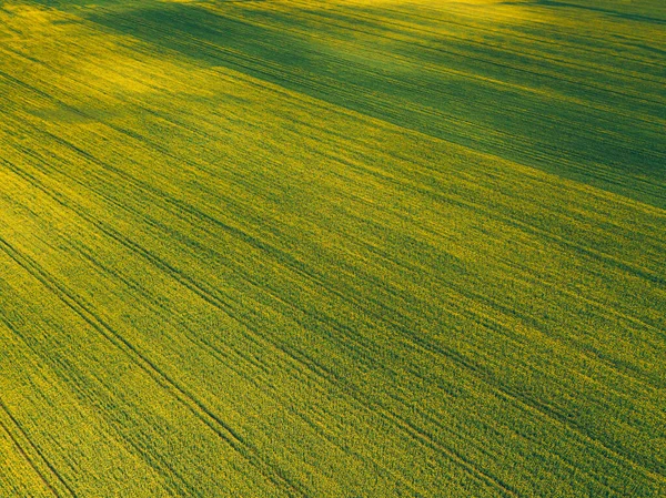 Letecký pohled na krásné žluté pole řepky — Stock fotografie