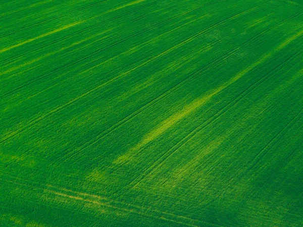 Аерофотографія Красивого Зеленого Поля Пшениці Концепція Вирощування — стокове фото