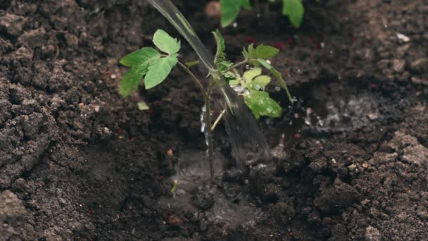 Close-up beelden van besproeiing van kleine tomatenplant — Stockvideo