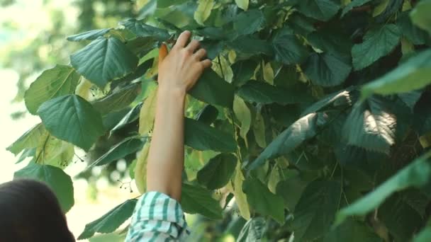 Bilder på kvinnan som vidrör färska gröna blad av lind under sommaren — Stockvideo