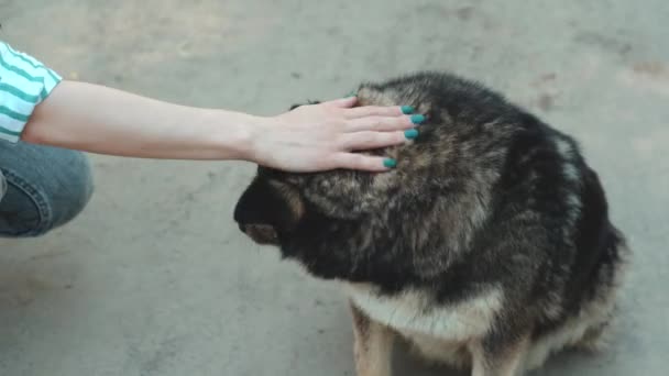 Fechar imagens de mulher mão acariciando um cão de rua fofo — Vídeo de Stock