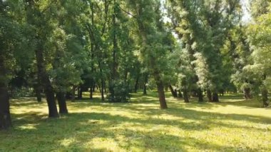 Güneşli bir günde yeşil ormanda güzel bir film.