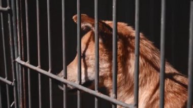 Akıl hastanesindeki köpek görüntüleri. Hayvan barınağındaki kafeste evsiz köpekler..
