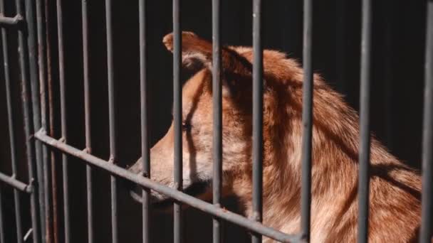 Footage anjing di kandang rumah sakit jiwa. Anjing tuna wisma di kandang penampungan hewan. — Stok Video