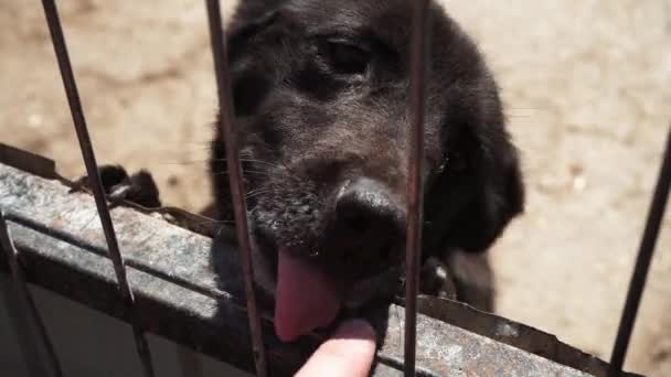 Filmaufnahmen von Hunden im Asylantenheim. Obdachlose Hunde im Käfig im Tierheim. — Stockvideo