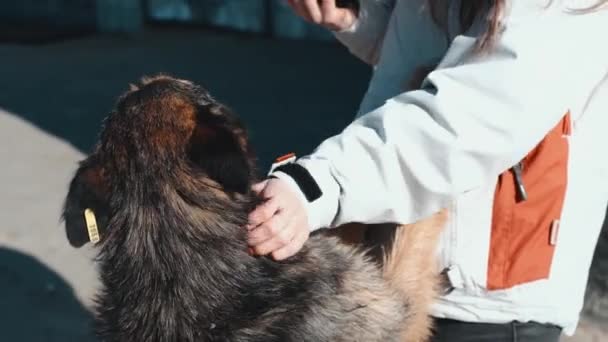 Filmación de una mujer voluntaria acariciando a un perro sin hogar en asilo — Vídeos de Stock