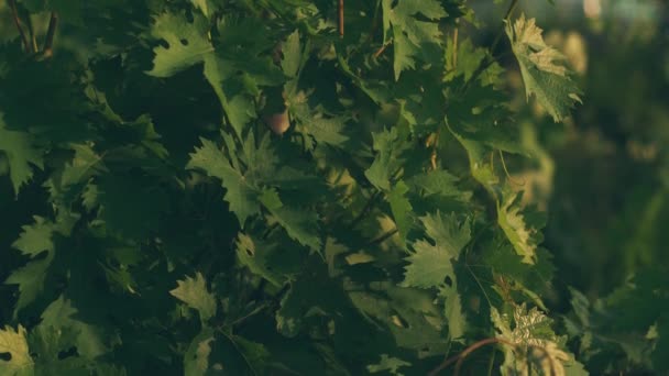 Nahaufnahme von schönen Weinbergen während des Frühlingssommers bei Sonnenuntergang — Stockvideo