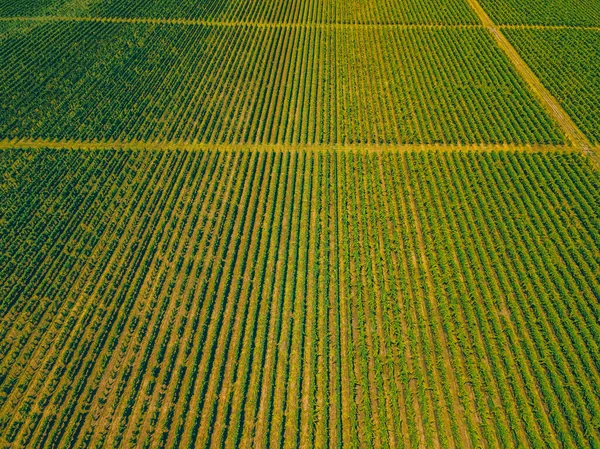 ヨーロッパのブドウ畑 ブドウ栽培とプランテーションの空中ドローン写真 — ストック写真