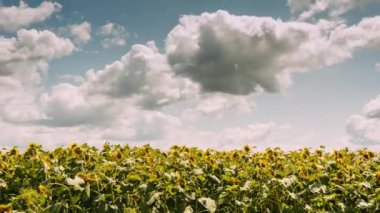 Bulutlu bir günde ayçiçeği tarlasının zamanı bulutlu güzel gökyüzü.