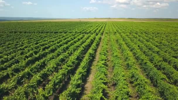 Imagini cu drone aeriene ale frumosului teren agricol de cultivare a curții de vinărie — Videoclip de stoc