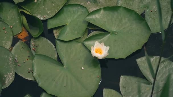 夏天湖中植物百合花的花序 — 图库视频影像