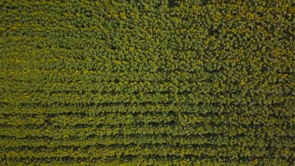 Filmación del dron volador sobre el campo de girasoles — Vídeos de Stock