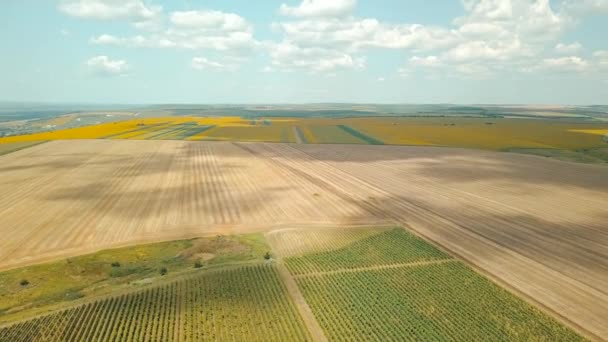 Filmación de drones volando sobre tierras con cultivos y girasoles, concepto agrícola — Vídeo de stock