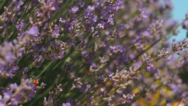 아름다운 보라색 라벤더 가 야외에서 브런치를 하는 장면을 클로즈업 한 모습 — 비디오