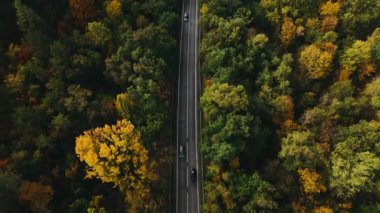 Hava manzarası, canlı renklerde güzel sonbahar yeşillikleriyle çevrili sakin ve sakin bir yol yakalar.