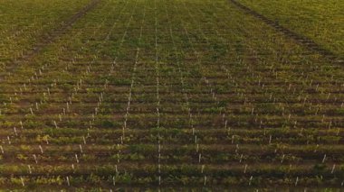 Göz kamaştırıcı üzüm bağları sıraları. Tarım güzelliğinin yanında canlı büyümeyi çok güzel gösteriyor.