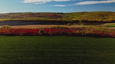 Canlı doğa manzarası, dinamik hava manzarası canlı bitki örtüsü ve açık gökyüzünün altında yuvarlanan tepeler.