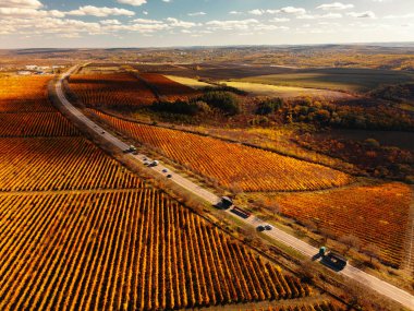Hasat mevsiminde ekili koridorlar boyunca yemyeşil sarmaşıkların ardından pitoresk bir yolculuğa çıkın.